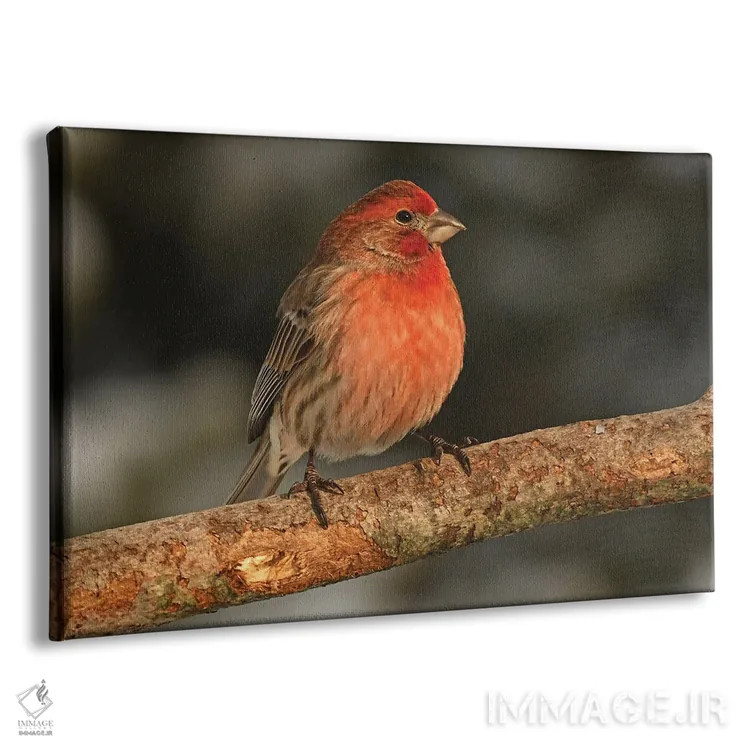 تابلو فنچ خانگی در پرتو خورشید اثر برایان ولف - نمای پرسپکتیو محصول