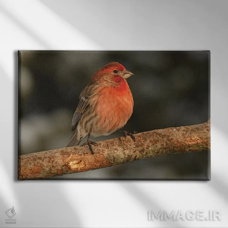 تابلو فنچ خانگی در پرتو خورشید اثر برایان ولف - نمای روبهرو روی دیوار