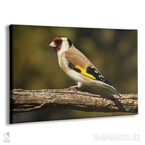 تابلو فنچ اروپایی رنگارنگ اثر برایان ولف - نمای پرسپکتیو محصول