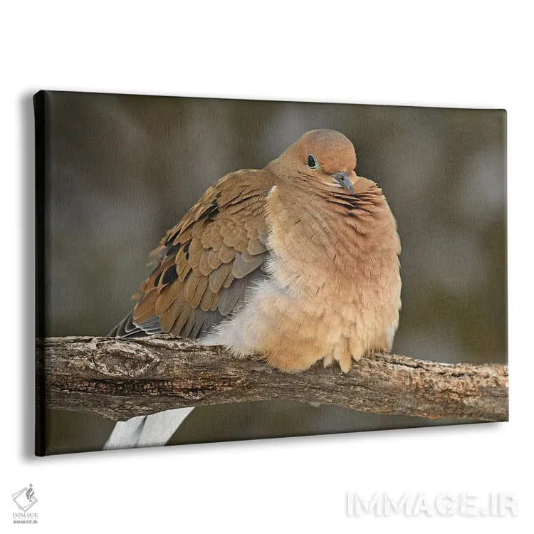 تابلو قمری غمگین (نوعی کبوتر) اثر برایان ولف - نمای پرسپکتیو محصول