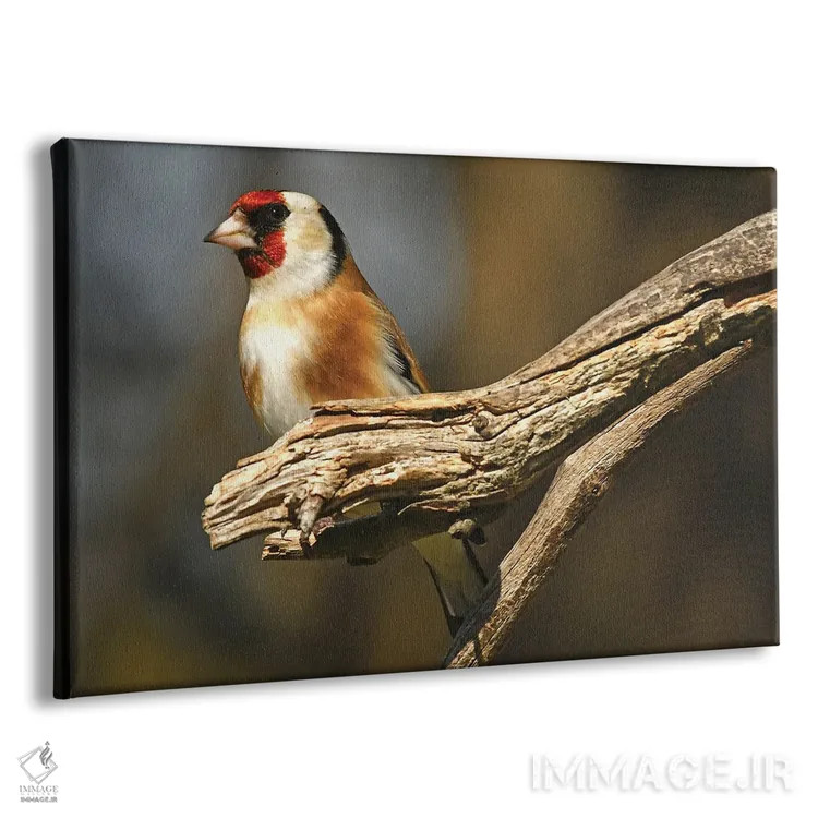 تابلو فنچ اروپایی اثر برایان ولف - نمای پرسپکتیو محصول