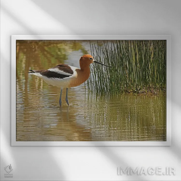 تابلو آووست آمریکایی (پرنده) اثر برایان ولف - نمای قابدار سفید