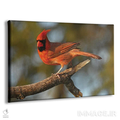 تابلو کارباورال (پرنده) اثر برایان ولف - نمای پرسپکتیو محصول