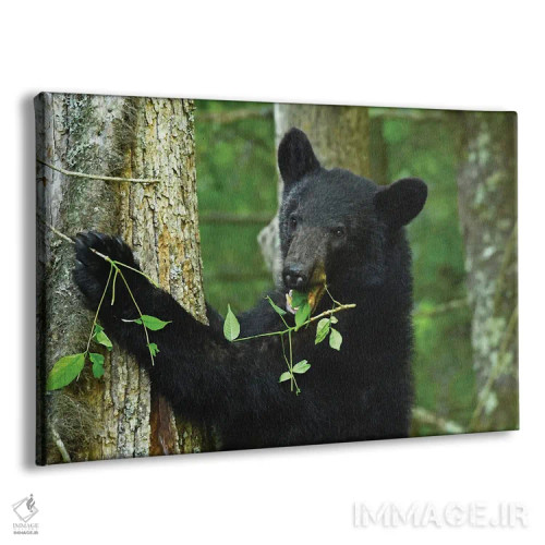 تابلو خرس در حال خوردن روی درخت اثر برایان ولف - نمای پرسپکتیو محصول