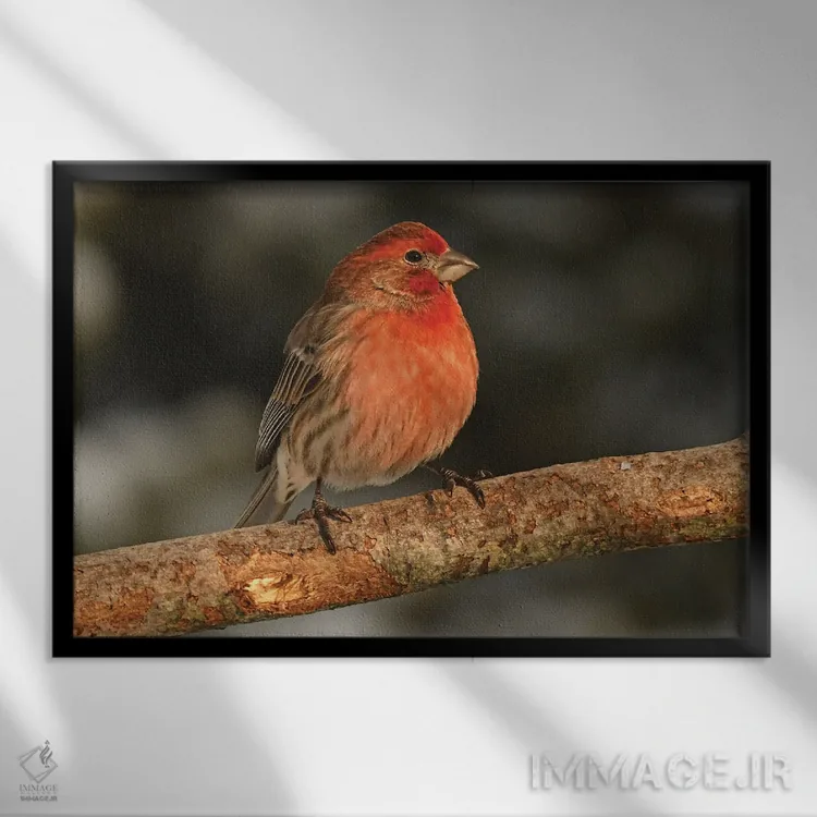 تابلو فنچ خانگی در پرتو خورشید اثر برایان ولف - نمای قابدار مشکی