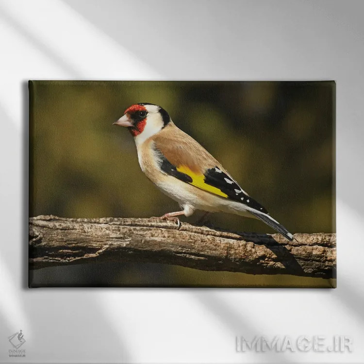 تابلو فنچ اروپایی رنگارنگ اثر برایان ولف - نمای روبهرو روی دیوار