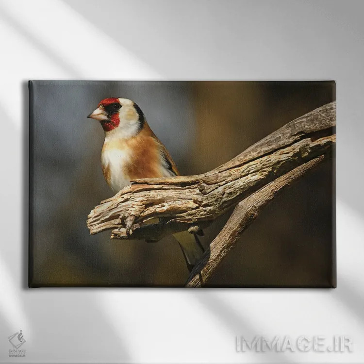 تابلو فنچ اروپایی اثر برایان ولف - نمای روبهرو روی دیوار