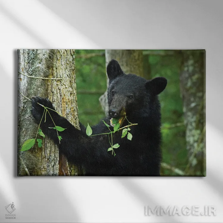 تابلو خرس در حال خوردن روی درخت اثر برایان ولف - نمای روبهرو روی دیوار