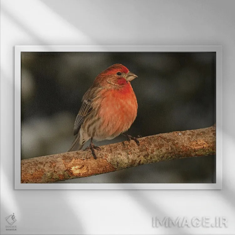 تابلو فنچ خانگی در پرتو خورشید اثر برایان ولف - نمای قابدار سفید