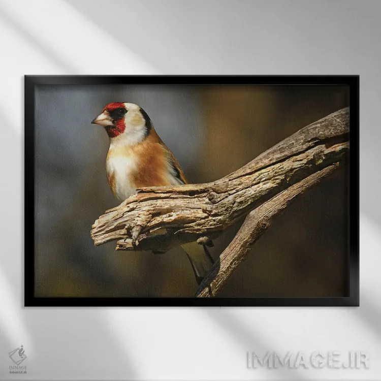 تابلو فنچ اروپایی اثر برایان ولف - نمای قابدار مشکی