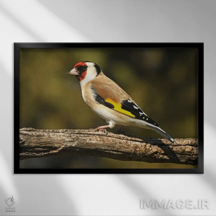 تابلو فنچ اروپایی رنگارنگ اثر برایان ولف - نمای قابدار مشکی