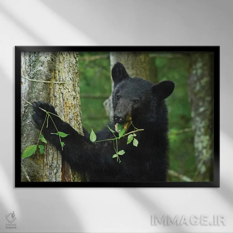تابلو خرس در حال خوردن روی درخت اثر برایان ولف - نمای قابدار مشکی