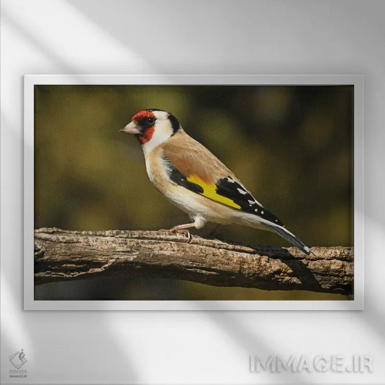 تابلو فنچ اروپایی رنگارنگ اثر برایان ولف - نمای قابدار سفید