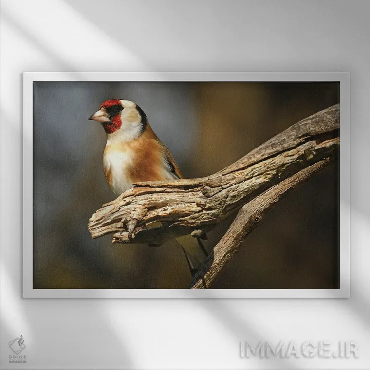 تابلو فنچ اروپایی اثر برایان ولف - نمای قابدار سفید