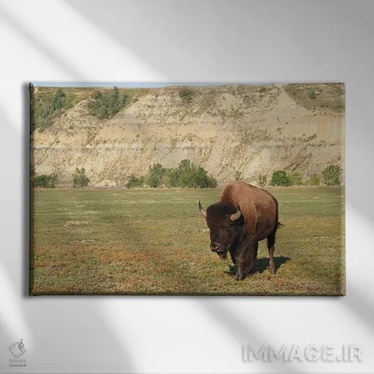 تابلو بوفالو در پارک ملی تئودور روزولت اثر برایان ولف - نمای روبهرو روی دیوار