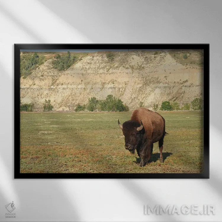 تابلو بوفالو در پارک ملی تئودور روزولت اثر برایان ولف - نمای قابدار مشکی