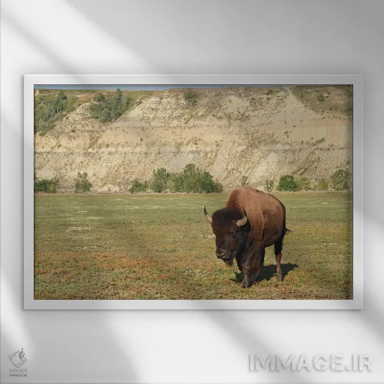 تابلو بوفالو در پارک ملی تئودور روزولت اثر برایان ولف - نمای قابدار سفید