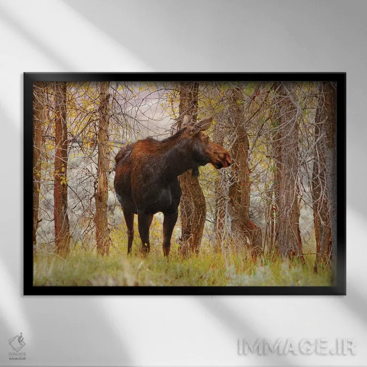 تابلو گاو موس (مادهٔ موس) اثر برایان ولف - نمای قابدار مشکی