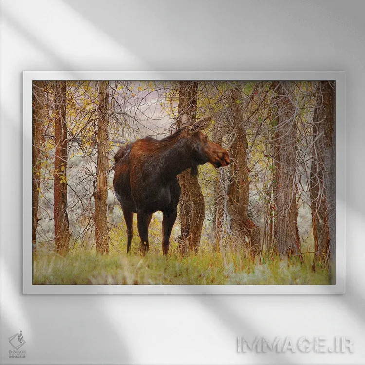 تابلو گاو موس (مادهٔ موس) اثر برایان ولف - نمای قابدار سفید