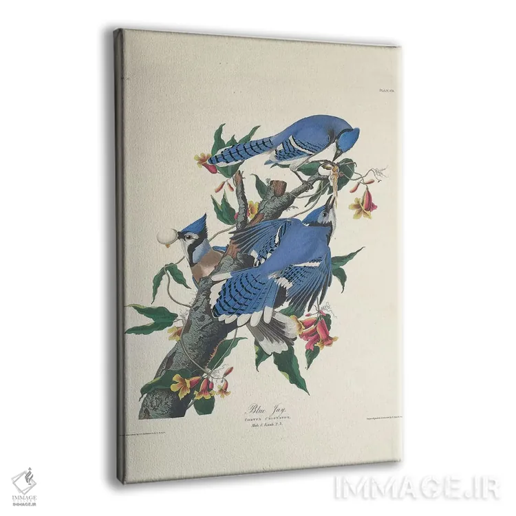 تابلو 1831,جی آبی، ۱۸۳۱ اثر جان جیمز آدوبون (نقاش و پرندهشناس) - نمای پرسپکتیو محصول