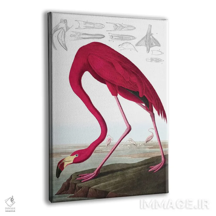 تابلو Phoenicopterus Ruber, from "The Birds of America" by John J. Audubon, pub. 1827-38,فلامینگو آمریکایی، از کتاب "پرندگان آمریکا" جان جیمز اودوبون، منتشرشده ۱۸۲۷-۱۸۳۸ اثر جان جیمز آدوبون (نقاش و پرندهشناس) - نمای پرسپکتیو محصول