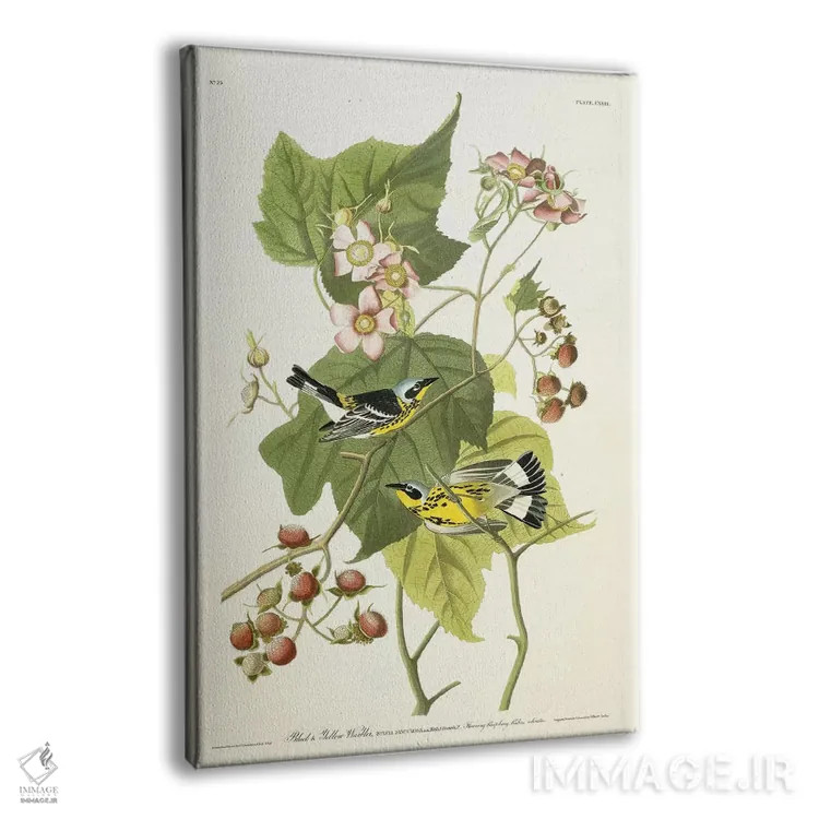 تابلو c.1826-1838,پرنده سسک سیاه و زرد و تمشک گلدار، حدود ۱۸۲۶-۱۸۳۸ اثر جان جیمز آدوبون (نقاش و پرندهشناس) - نمای پرسپکتیو محصول
