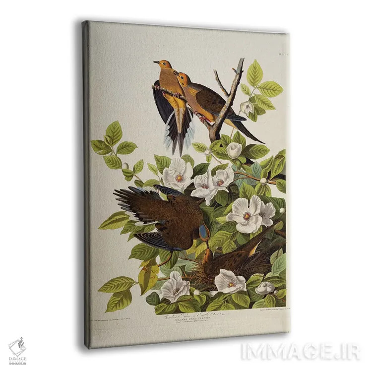 تابلو plate XVII from 'The Birds of America',قمری کارولینا، قمری غمگین، لوح هفدهم از "پرندگان آمریکا" اثر جان جیمز آدوبون (نقاش و پرندهشناس) - نمای پرسپکتیو محصول