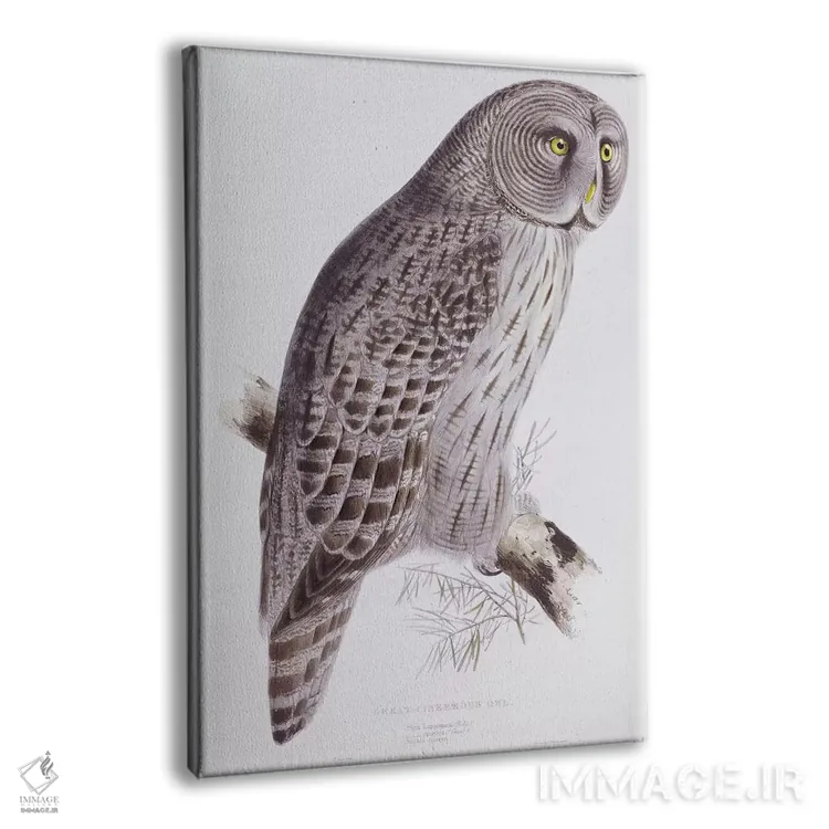 تابلو from 'The Birds of Great Britain', published London, 1862-73,جغد بزرگ خاکستری از کتاب "پرندگان بریتانیا"، لندن، ۱۸۶۲-۱۸۷۳ اثر جان گولد - نمای پرسپکتیو محصول