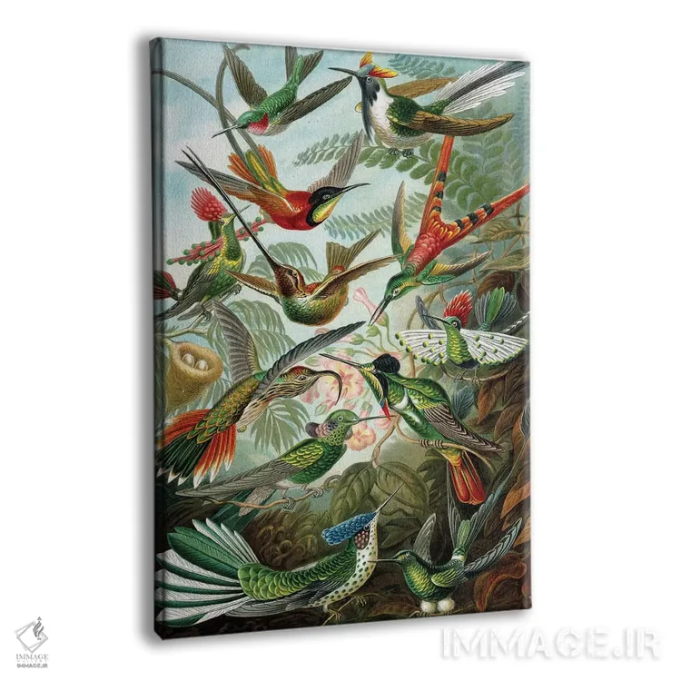تابلو 'Kunstformen der Natur', 1899,نمونه‌ای از خانوادهٔ Trochilidae، "اشکال هنری طبیعت"، ۱۸۹۹ اثر ارنست هکل (زیست‌شناس و تصویرگر آلمانی) - نمای پرسپکتیو محصول