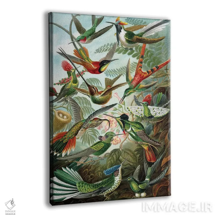 تابلو 'Kunstformen der Natur', 1899,نمونهای از خانوادهٔ Trochilidae، "اشکال هنری طبیعت"، ۱۸۹۹ اثر ارنست هکل (زیستشناس و تصویرگر آلمانی) - نمای پرسپکتیو محصول