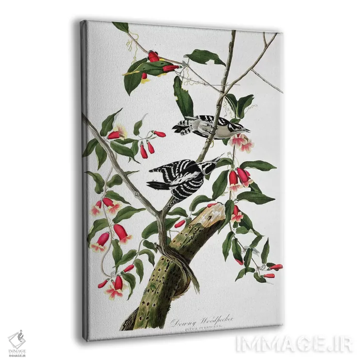 تابلو from 'Birds of America', engraved by Robert Havell,دارکوب پشمالو از "پرندگان آمریکا"، حکاکی رابرت هاول اثر جان جیمز آدوبون (نقاش و پرندهشناس) - نمای پرسپکتیو محصول