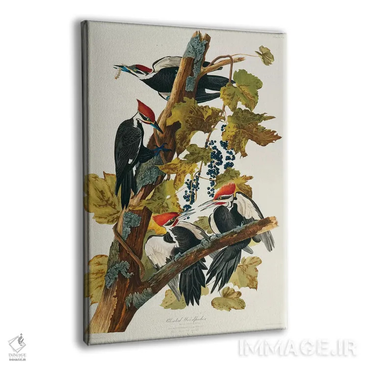 تابلو Birds Of America),دارکوب کلهسرخ (لوح ۱۱۱، پرندگان آمریکا) اثر جان جیمز آدوبون (نقاش و پرندهشناس) - نمای پرسپکتیو محصول