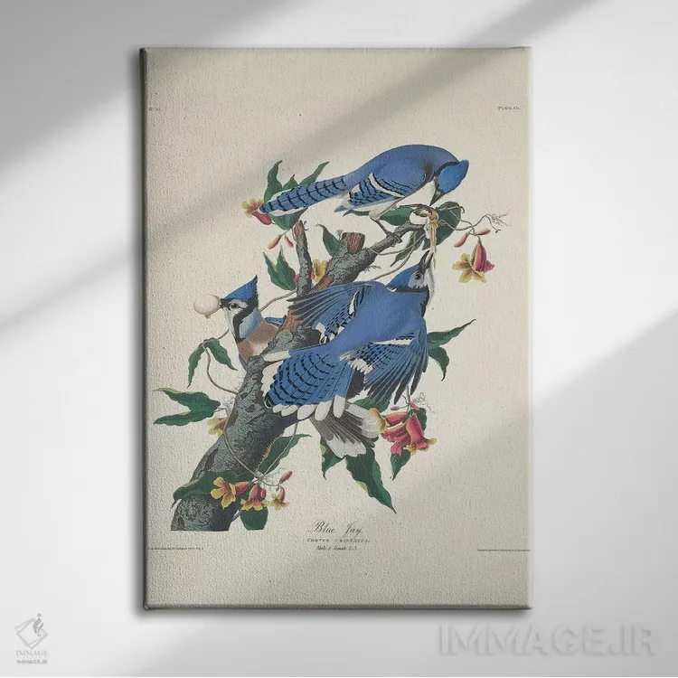 تابلو 1831,جی آبی، ۱۸۳۱ اثر جان جیمز آدوبون (نقاش و پرندهشناس) - نمای روبهرو روی دیوار