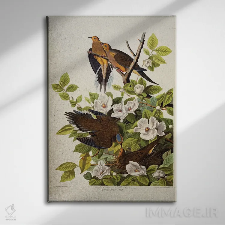 تابلو plate XVII from 'The Birds of America',قمری کارولینا، قمری غمگین، لوح هفدهم از "پرندگان آمریکا" اثر جان جیمز آدوبون (نقاش و پرندهشناس) - نمای روبهرو روی دیوار