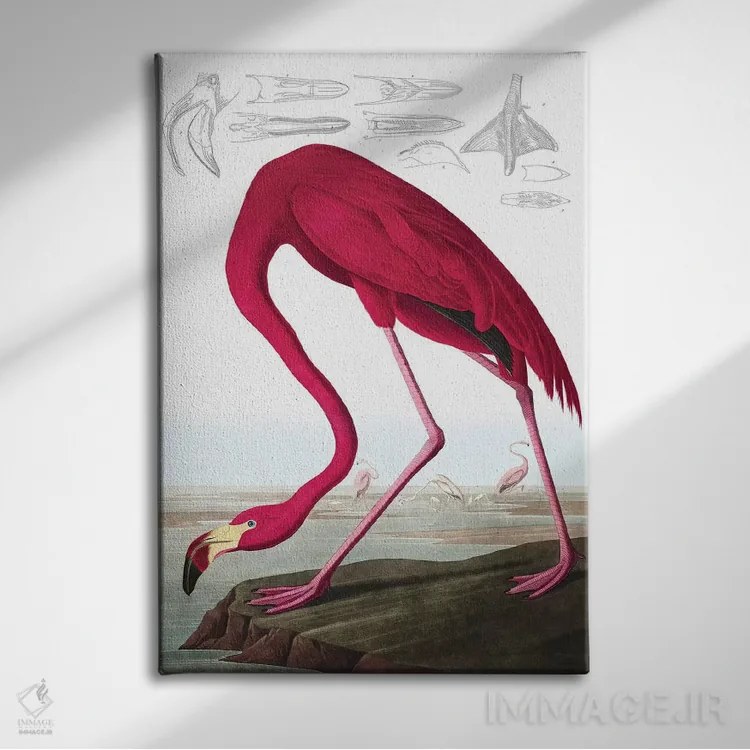 تابلو Phoenicopterus Ruber, from "The Birds of America" by John J. Audubon, pub. 1827-38,فلامینگو آمریکایی، از کتاب "پرندگان آمریکا" جان جیمز اودوبون، منتشرشده ۱۸۲۷-۱۸۳۸ اثر جان جیمز آدوبون (نقاش و پرندهشناس) - نمای روبهرو روی دیوار