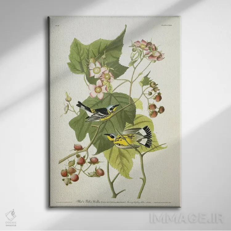 تابلو c.1826-1838,پرنده سسک سیاه و زرد و تمشک گلدار، حدود ۱۸۲۶-۱۸۳۸ اثر جان جیمز آدوبون (نقاش و پرندهشناس) - نمای روبهرو روی دیوار