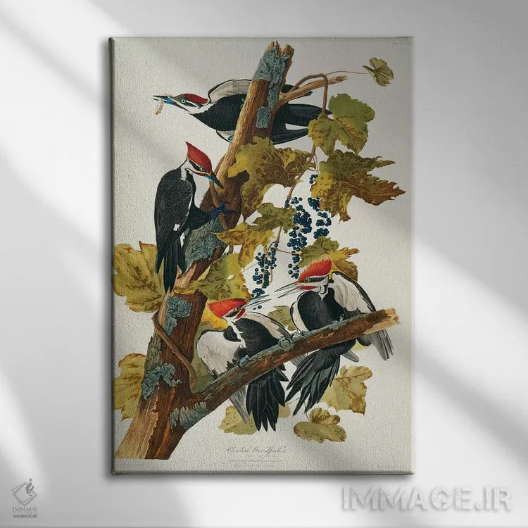 تابلو Birds Of America),دارکوب کلهسرخ (لوح ۱۱۱، پرندگان آمریکا) اثر جان جیمز آدوبون (نقاش و پرندهشناس) - نمای روبهرو روی دیوار