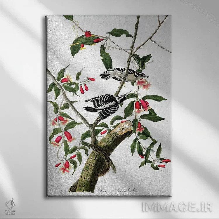 تابلو from 'Birds of America', engraved by Robert Havell,دارکوب پشمالو از "پرندگان آمریکا"، حکاکی رابرت هاول اثر جان جیمز آدوبون (نقاش و پرندهشناس) - نمای روبهرو روی دیوار