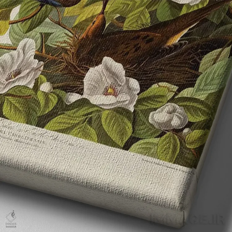 تابلو plate XVII from 'The Birds of America',قمری کارولینا، قمری غمگین، لوح هفدهم از "پرندگان آمریکا" اثر جان جیمز آدوبون (نقاش و پرندهشناس) - نمای نزدیک بافت بوم