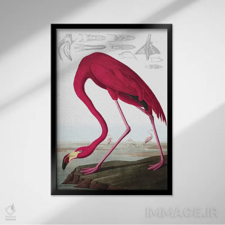 تابلو Phoenicopterus Ruber, from "The Birds of America" by John J. Audubon, pub. 1827-38,فلامینگو آمریکایی، از کتاب "پرندگان آمریکا" جان جیمز اودوبون، منتشرشده ۱۸۲۷-۱۸۳۸ اثر جان جیمز آدوبون (نقاش و پرندهشناس) - نمای قابدار مشکی