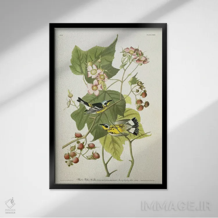 تابلو c.1826-1838,پرنده سسک سیاه و زرد و تمشک گلدار، حدود ۱۸۲۶-۱۸۳۸ اثر جان جیمز آدوبون (نقاش و پرندهشناس) - نمای قابدار مشکی