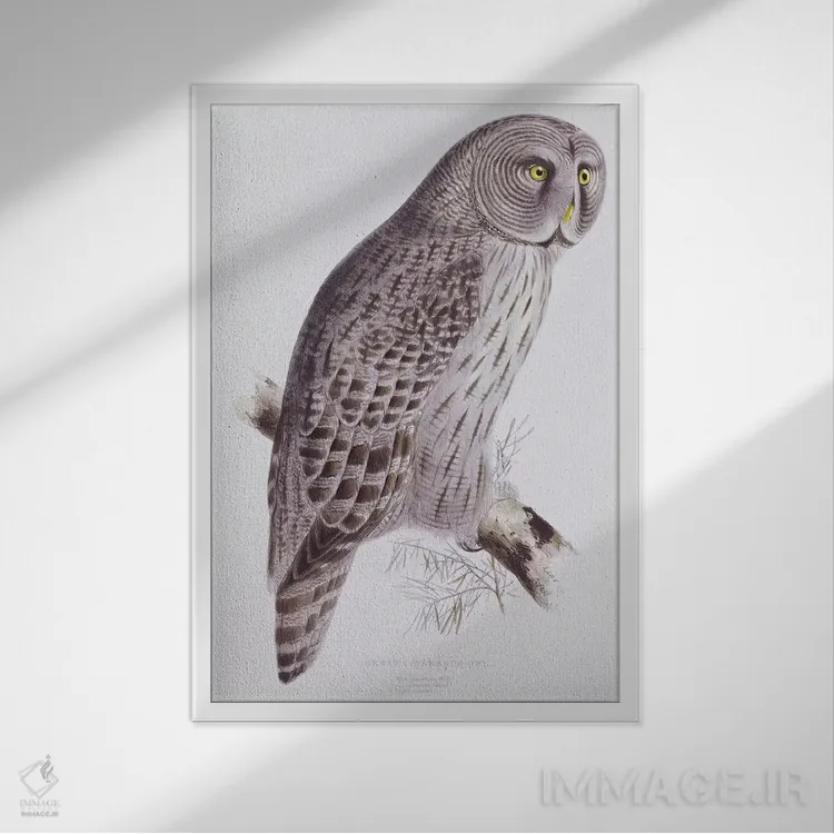 تابلو from 'The Birds of Great Britain', published London, 1862-73,جغد بزرگ خاکستری از کتاب "پرندگان بریتانیا"، لندن، ۱۸۶۲-۱۸۷۳ اثر جان گولد - نمای قابدار سفید