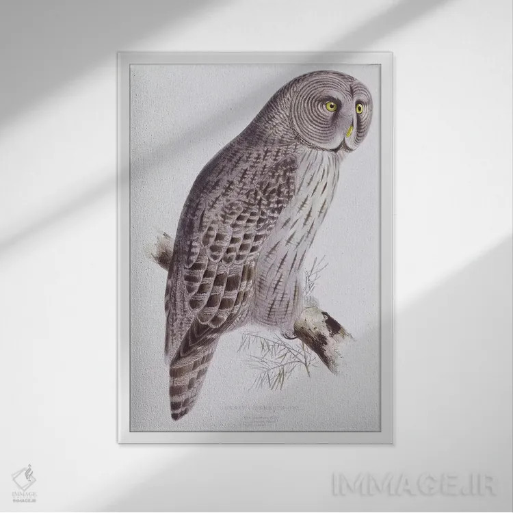 تابلو from 'The Birds of Great Britain', published London, 1862-73,جغد بزرگ خاکستری از کتاب "پرندگان بریتانیا"، لندن، ۱۸۶۲-۱۸۷۳ اثر جان گولد - نمای قابدار سفید