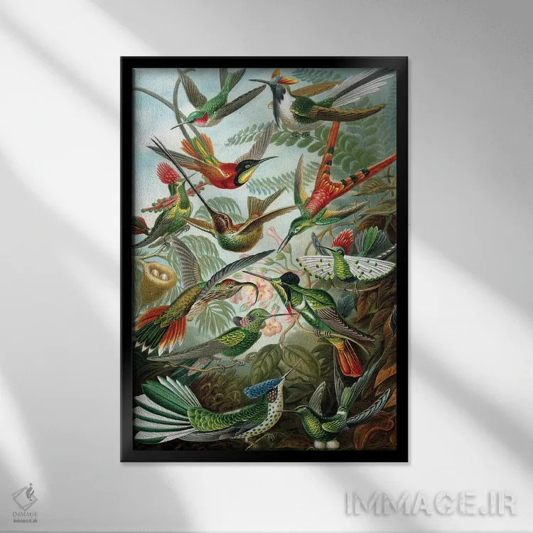 تابلو 'Kunstformen der Natur', 1899,نمونهای از خانوادهٔ Trochilidae، "اشکال هنری طبیعت"، ۱۸۹۹ اثر ارنست هکل (زیستشناس و تصویرگر آلمانی) - نمای قابدار مشکی