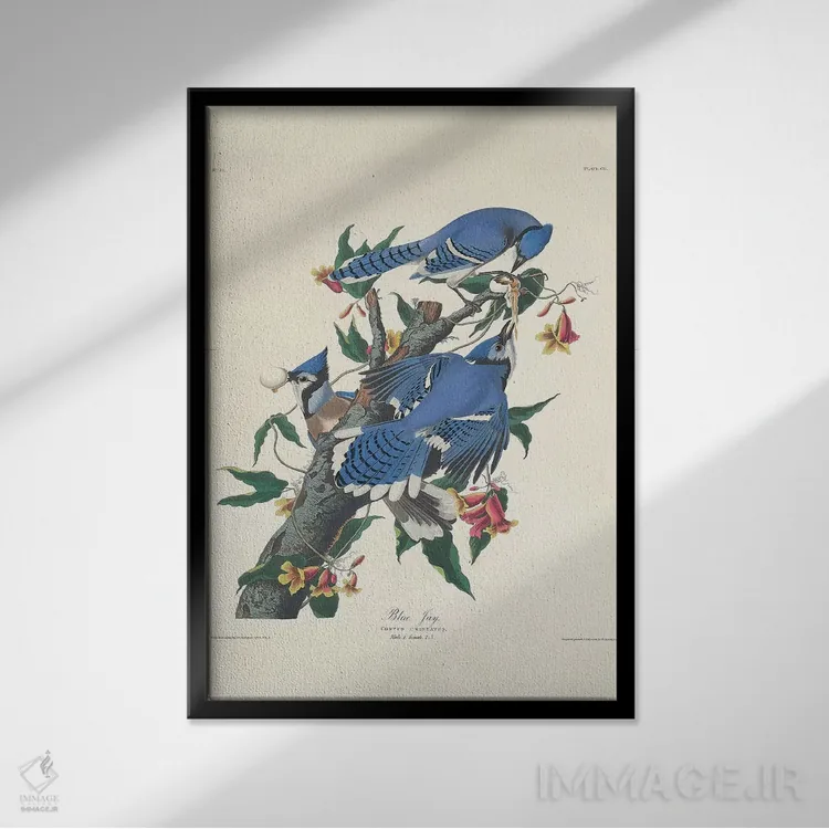 تابلو 1831,جی آبی، ۱۸۳۱ اثر جان جیمز آدوبون (نقاش و پرندهشناس) - نمای قابدار مشکی