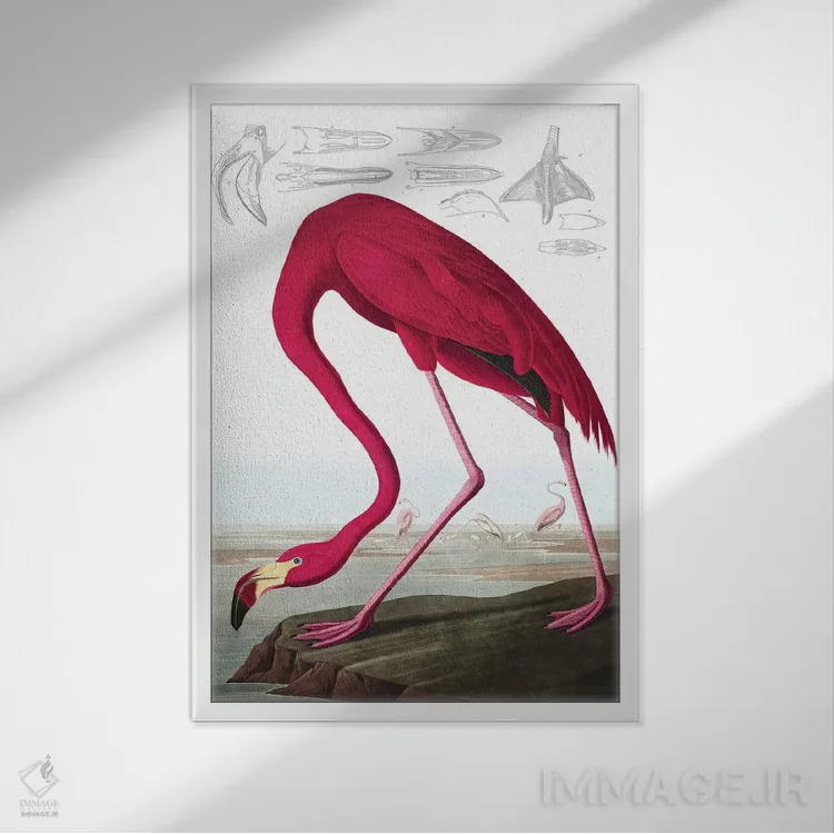تابلو Phoenicopterus Ruber, from "The Birds of America" by John J. Audubon, pub. 1827-38,فلامینگو آمریکایی، از کتاب "پرندگان آمریکا" جان جیمز اودوبون، منتشرشده ۱۸۲۷-۱۸۳۸ اثر جان جیمز آدوبون (نقاش و پرندهشناس) - نمای قابدار سفید