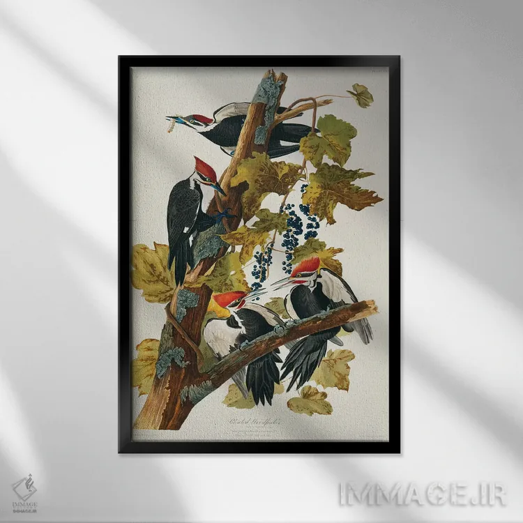 تابلو Birds Of America),دارکوب کلهسرخ (لوح ۱۱۱، پرندگان آمریکا) اثر جان جیمز آدوبون (نقاش و پرندهشناس) - نمای قابدار مشکی