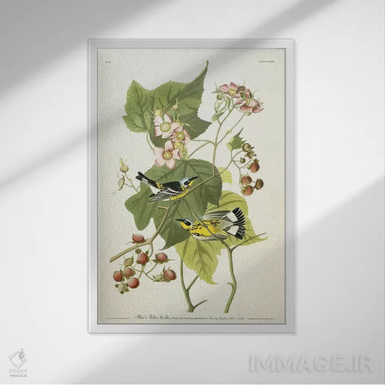 تابلو c.1826-1838,پرنده سسک سیاه و زرد و تمشک گلدار، حدود ۱۸۲۶-۱۸۳۸ اثر جان جیمز آدوبون (نقاش و پرندهشناس) - نمای قابدار سفید