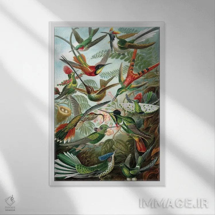 تابلو 'Kunstformen der Natur', 1899,نمونهای از خانوادهٔ Trochilidae، "اشکال هنری طبیعت"، ۱۸۹۹ اثر ارنست هکل (زیستشناس و تصویرگر آلمانی) - نمای قابدار سفید