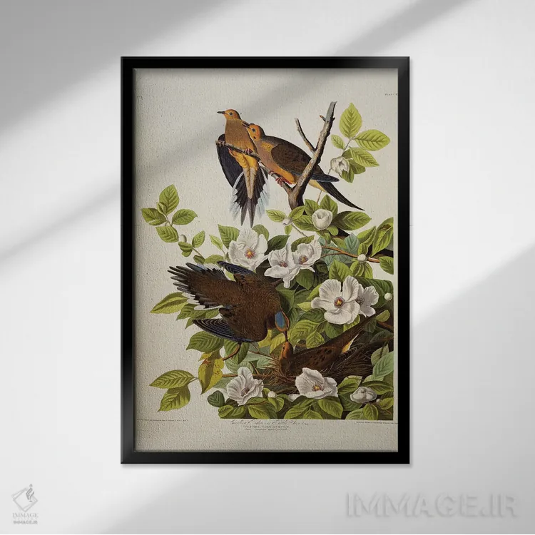 تابلو plate XVII from 'The Birds of America',قمری کارولینا، قمری غمگین، لوح هفدهم از "پرندگان آمریکا" اثر جان جیمز آدوبون (نقاش و پرندهشناس) - نمای قابدار مشکی